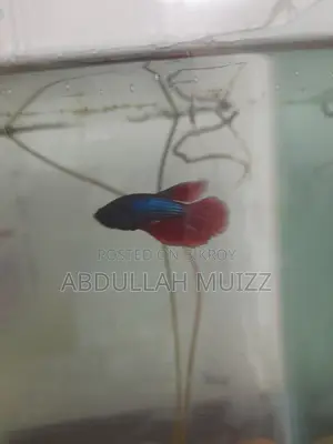 মেল বেটা ফিশ হাফমুন