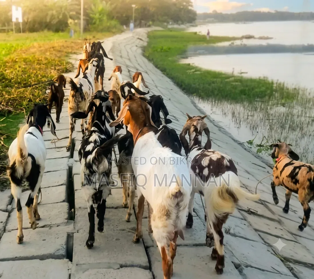 শখের ২৩টি সুস্থ-সবল ছাগল বিক্রি করা হবে!