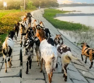 শখের ২৩টি সুস্থ-সবল ছাগল বিক্রি করা হবে!