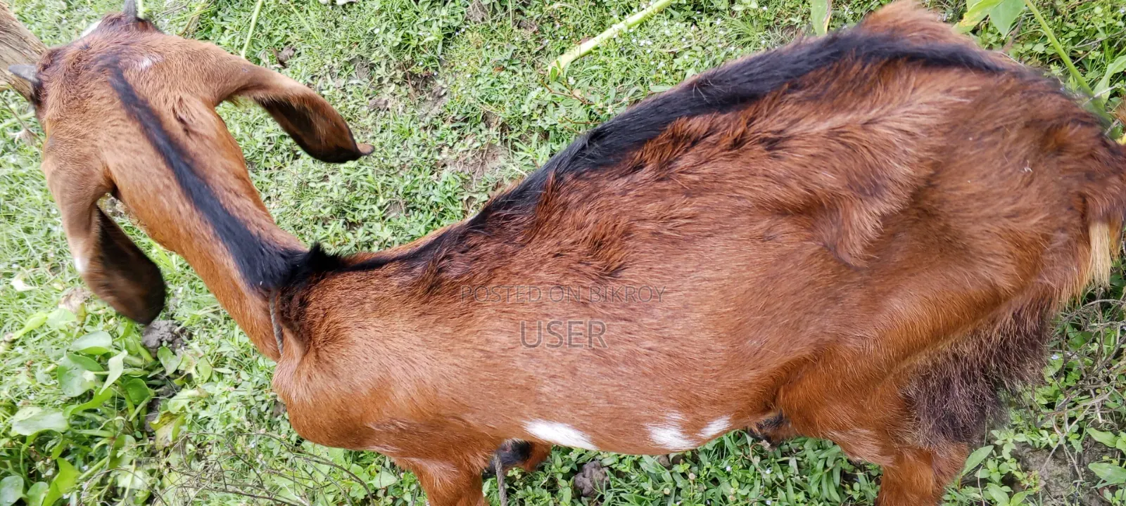 Two goats for sale