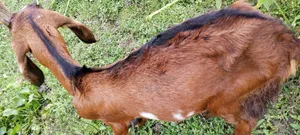 Two goats for sale