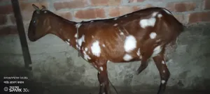 Two goats for sale