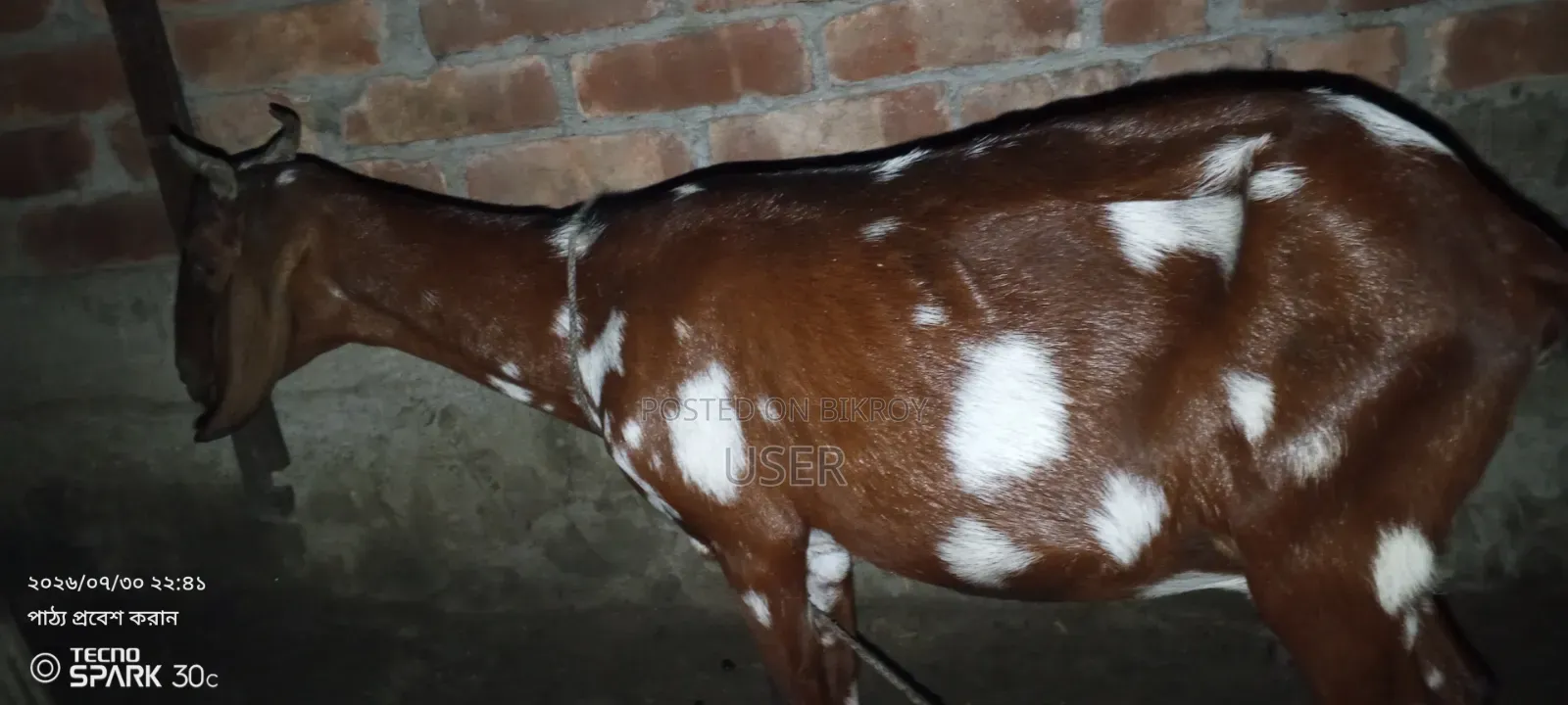 Two goats for sale