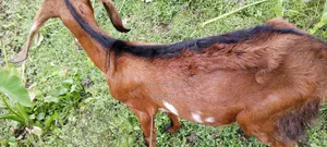 Two goats for sale