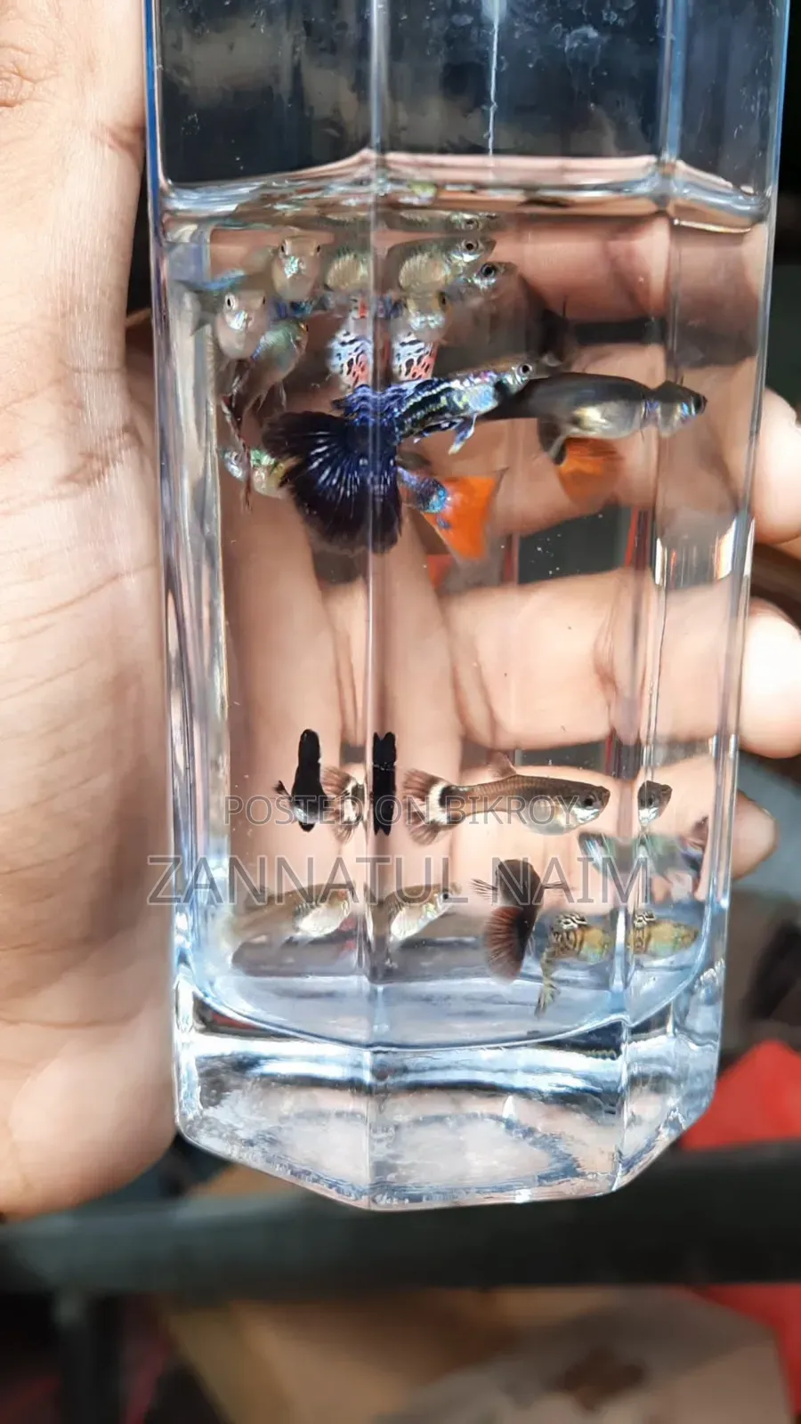 Fancy Mix Guppy