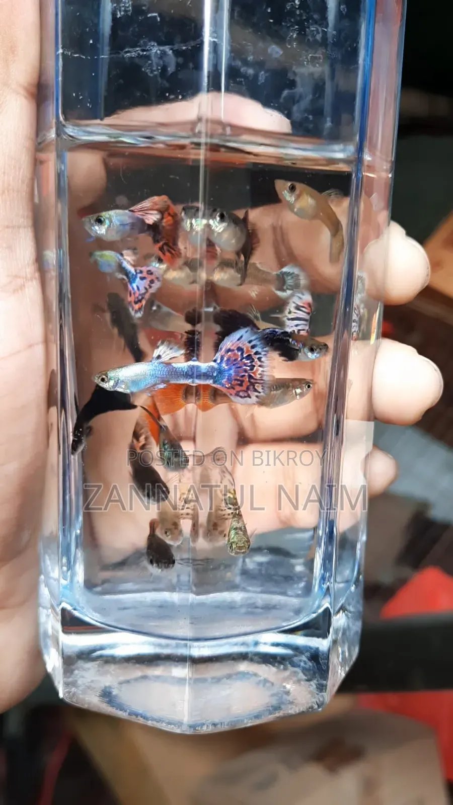 Fancy Mix Guppy