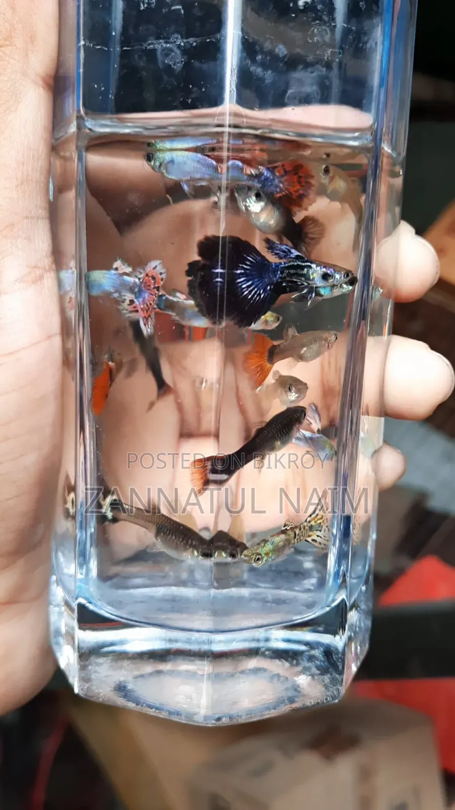 Fancy Mix Guppy