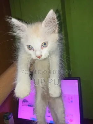 ১-৩ মাসের ফিমেল পিওরব্রেড বিড়াল