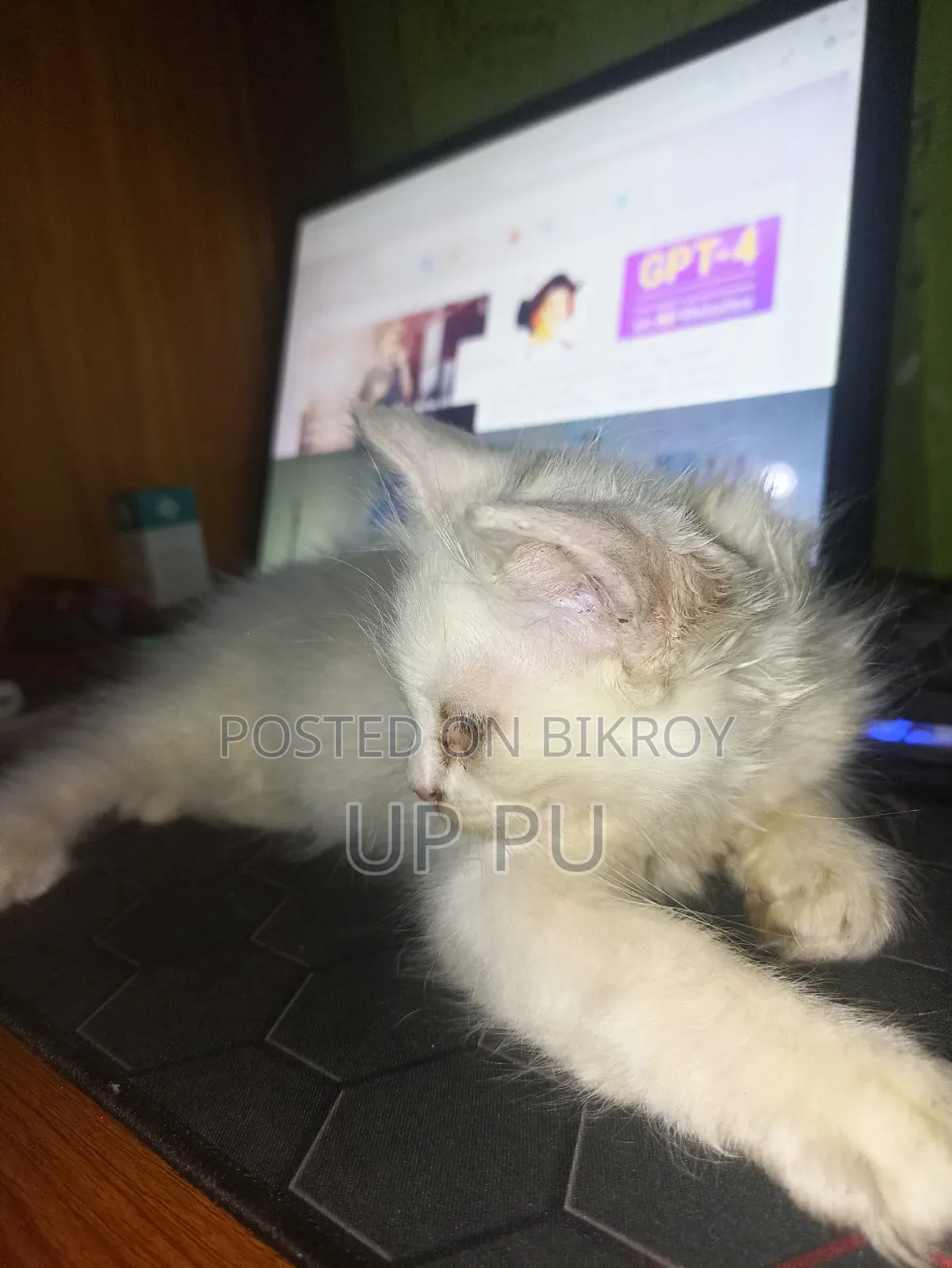 ১-৩ মাসের ফিমেল পিওরব্রেড বিড়াল