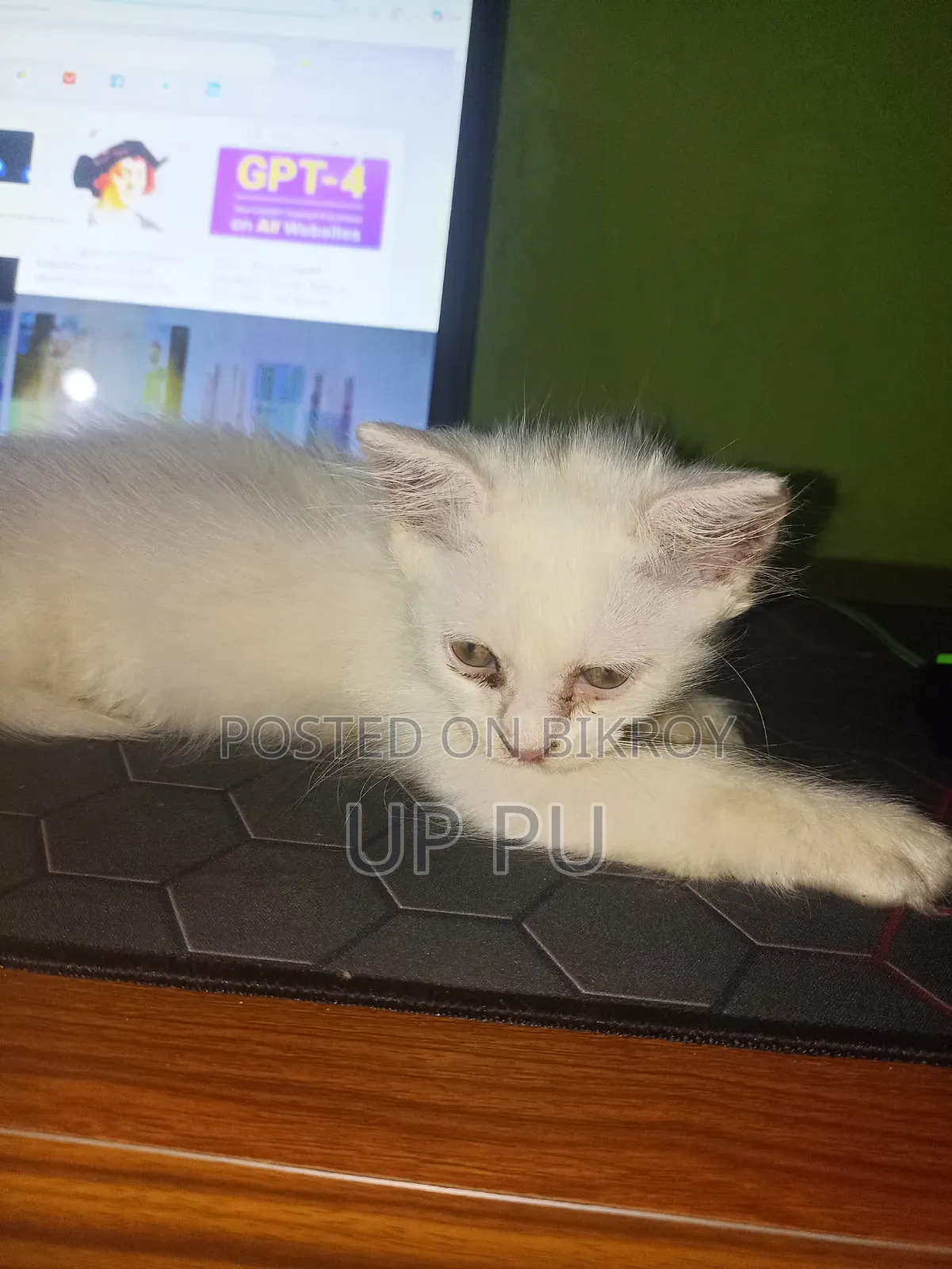 ১-৩ মাসের ফিমেল পিওরব্রেড বিড়াল