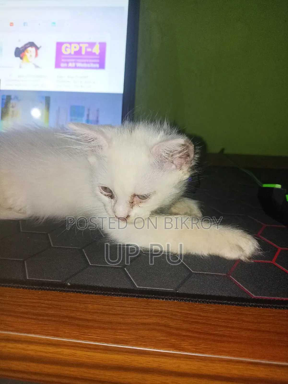 ১-৩ মাসের ফিমেল পিওরব্রেড বিড়াল