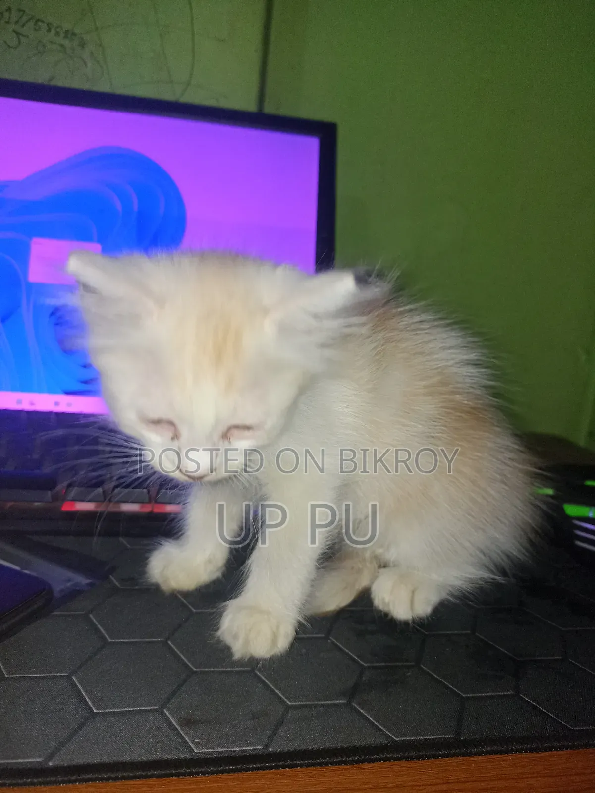 ১-৩ মাসের ফিমেল পিওরব্রেড বিড়াল