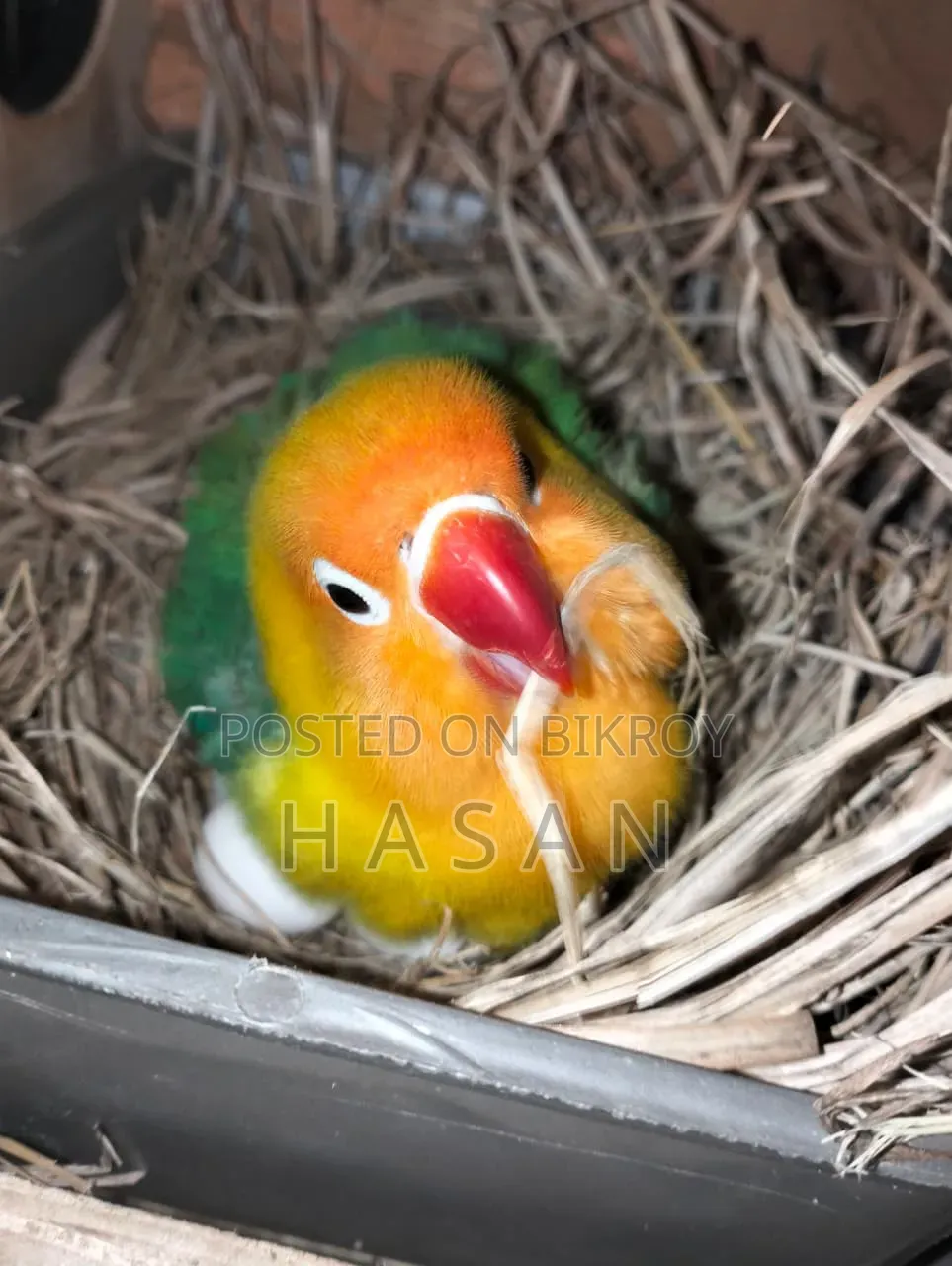 Love Bird Green Fisher