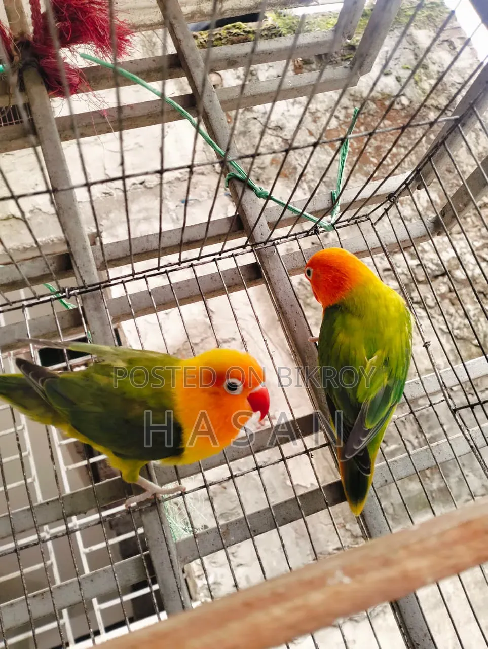Love Bird Green Fisher