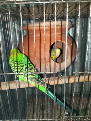 বাজরিগার পাখি/ Bajrigar
