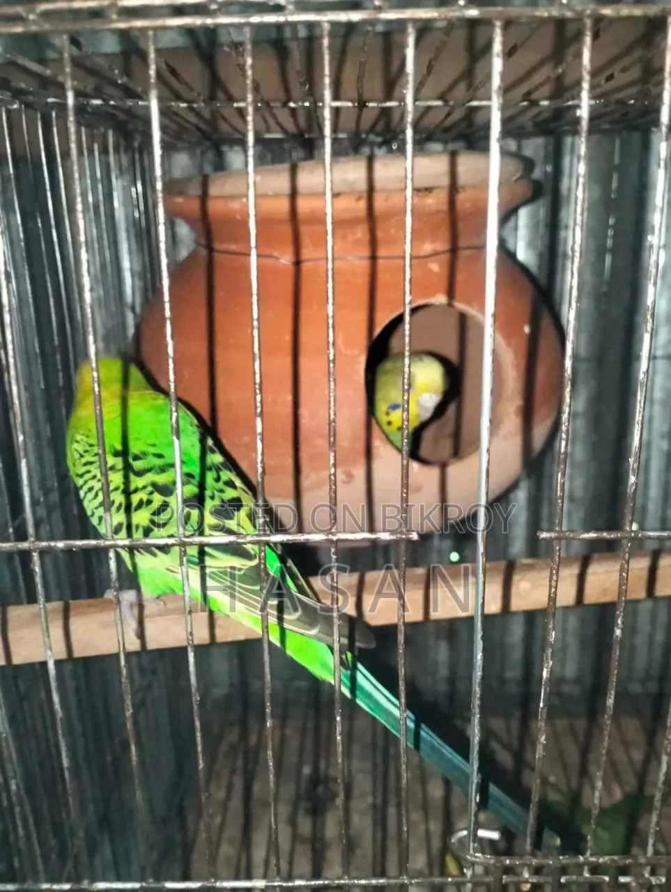 বাজরিগার পাখি/ Bajrigar