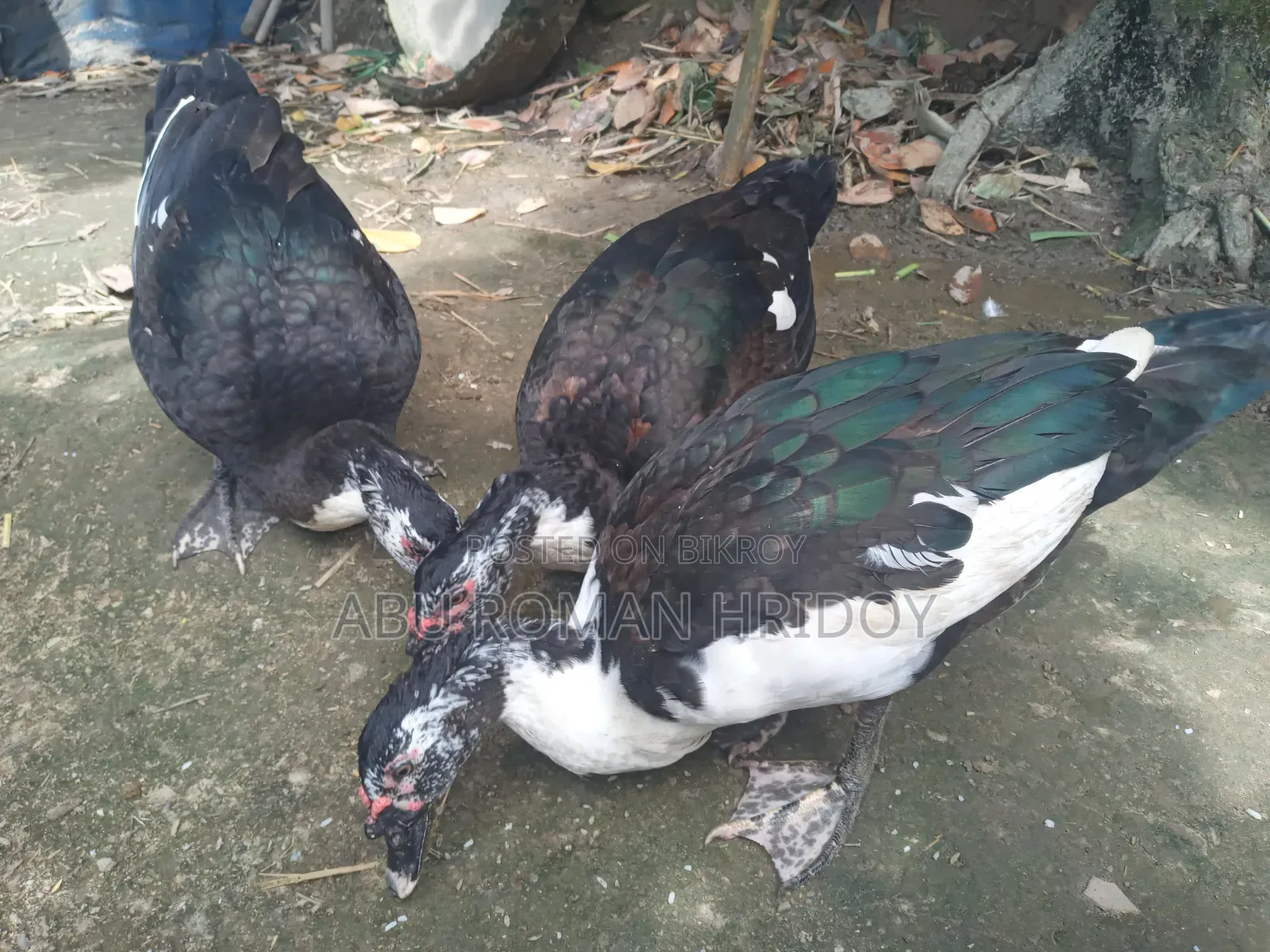 2 Adult Muscovy Ducks for Sale Male Ducks