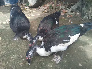 2 Adult Muscovy Ducks for Sale Male Ducks
