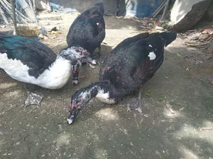 2 Adult Muscovy Ducks for Sale Male Ducks
