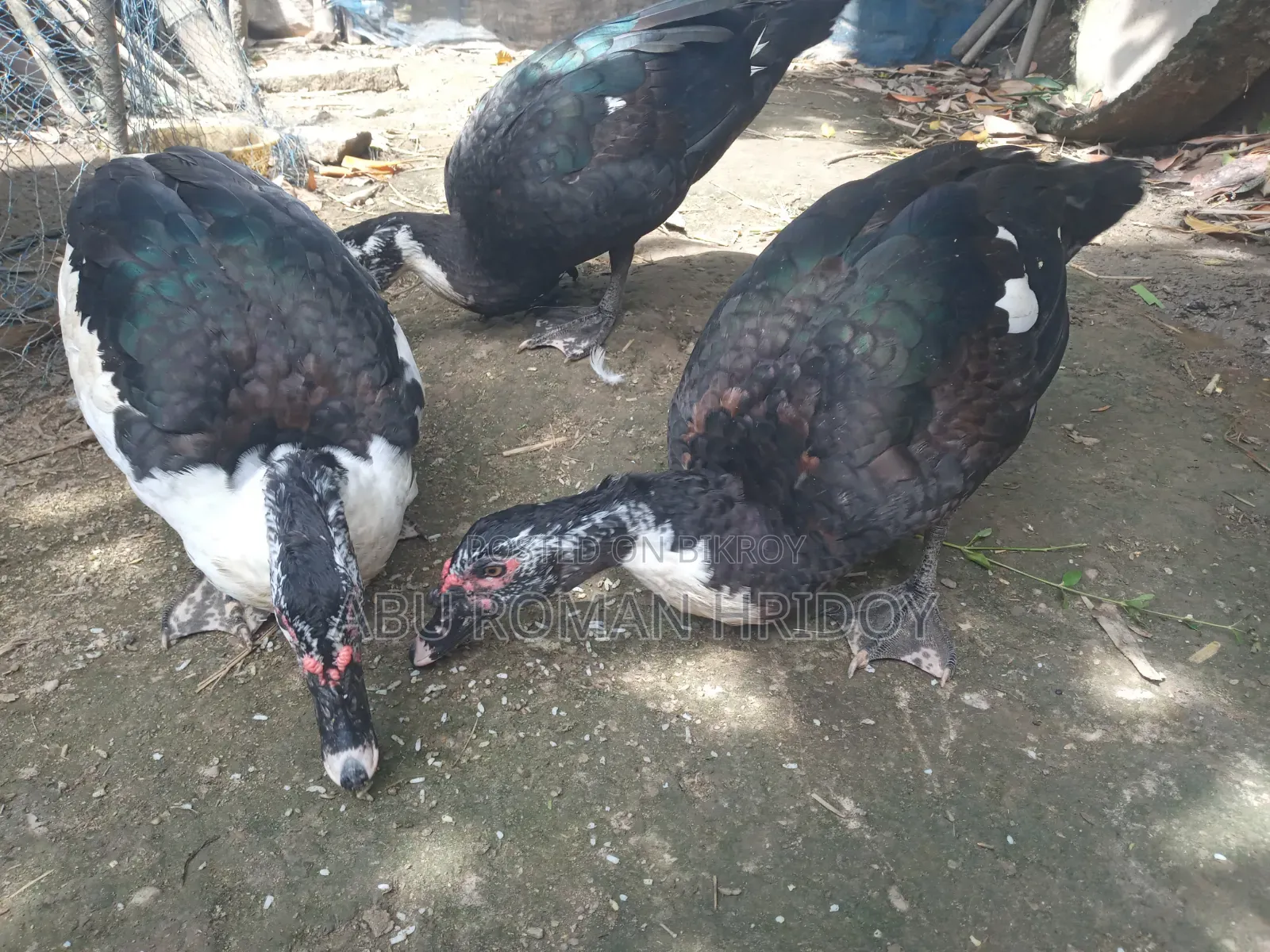 2 Adult Muscovy Ducks for Sale Male Ducks