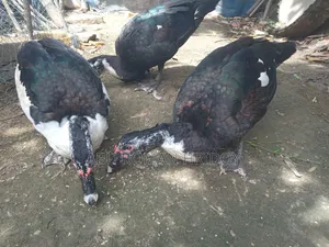 2 Adult Muscovy Ducks for Sale Male Ducks