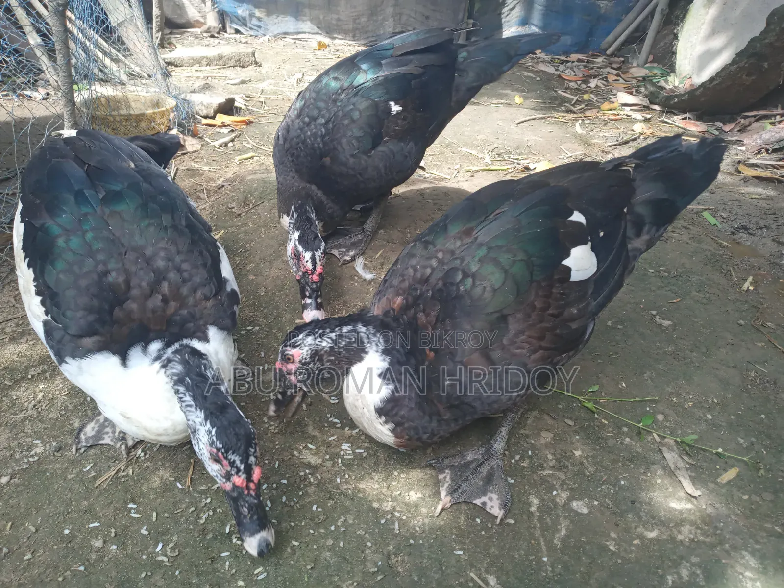 2 Adult Muscovy Ducks for Sale Male Ducks
