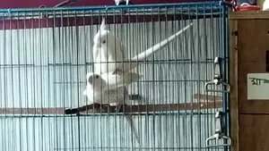 হোয়াইট ফেস ককাটিয়েল আলবিনো পেয়ার