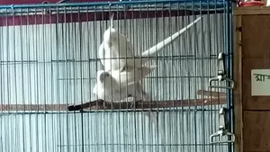 হোয়াইট ফেস ককাটিয়েল আলবিনো পেয়ার