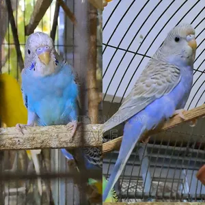 2 Pairs of Budgerigar Birds