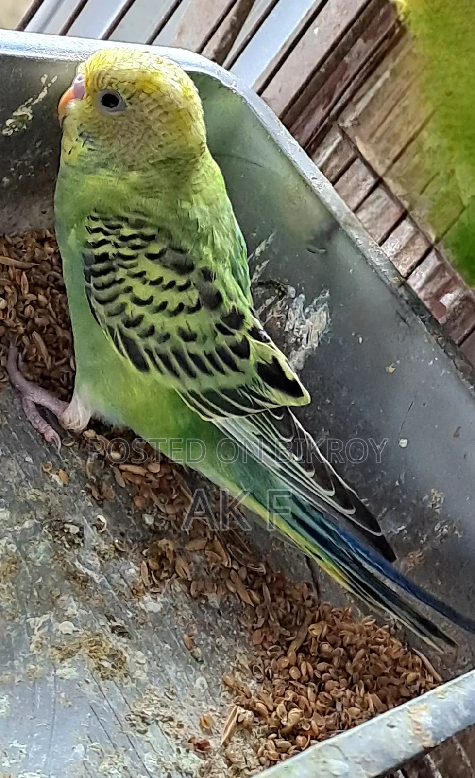 2 Pairs of Budgerigar Birds