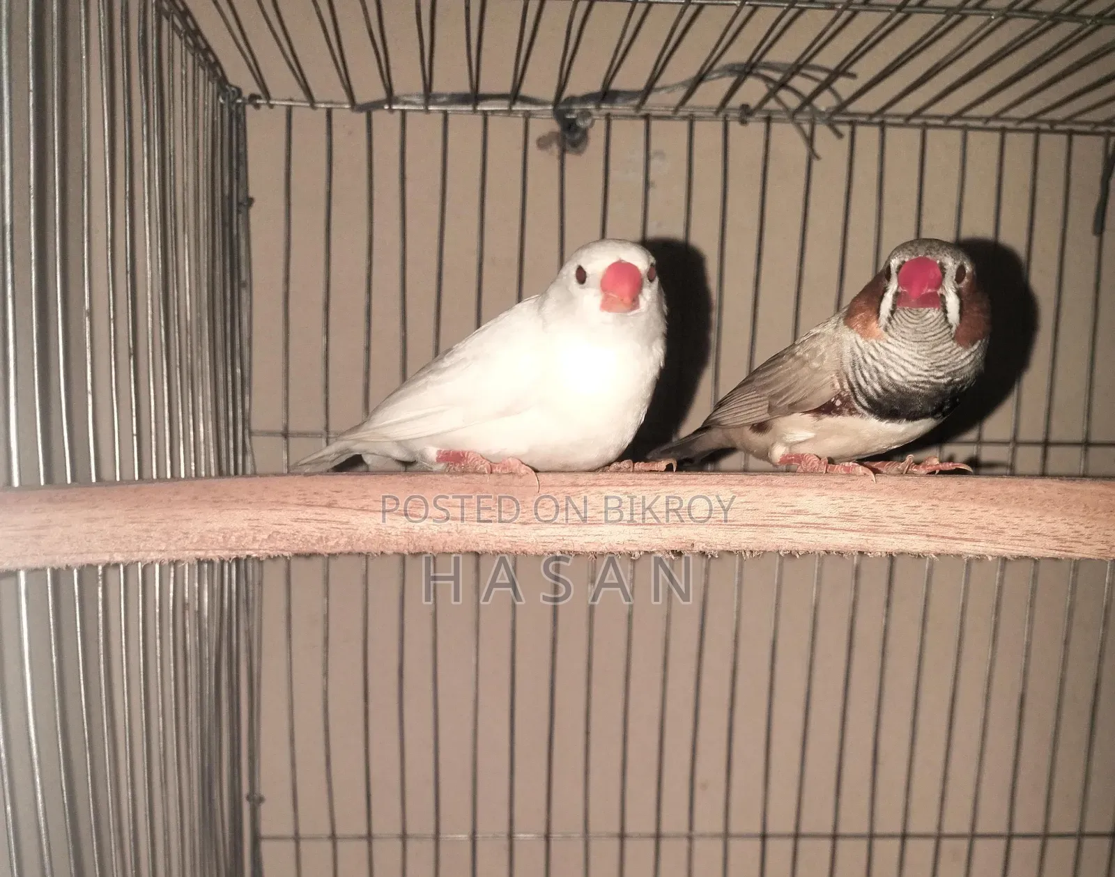 Finch Bird/ ফিঞ্চ পাখি