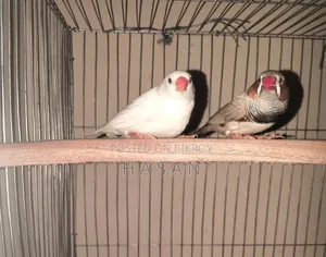 Finch Bird/ ফিঞ্চ পাখি