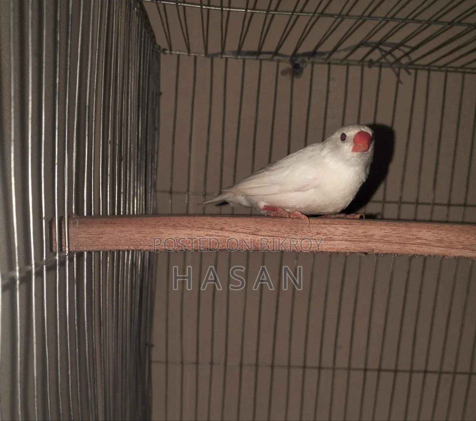 Finch Bird/ ফিঞ্চ পাখি