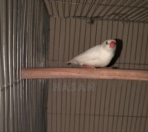 Finch Bird/ ফিঞ্চ পাখি