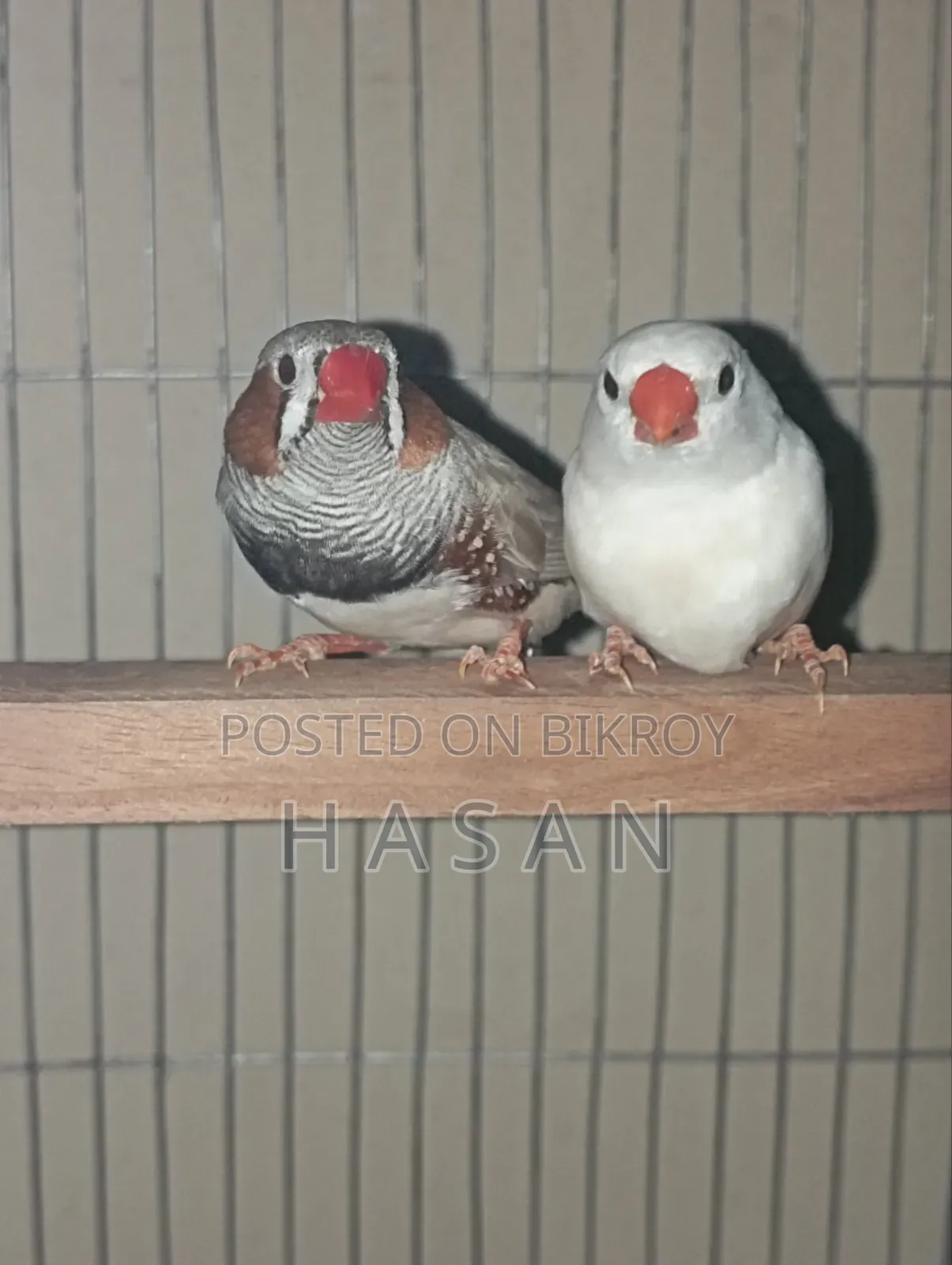 Finch Bird/ ফিঞ্চ পাখি