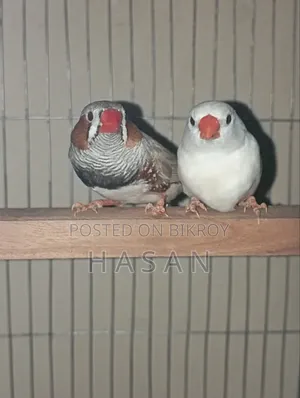 Finch Bird/ ফিঞ্চ পাখি