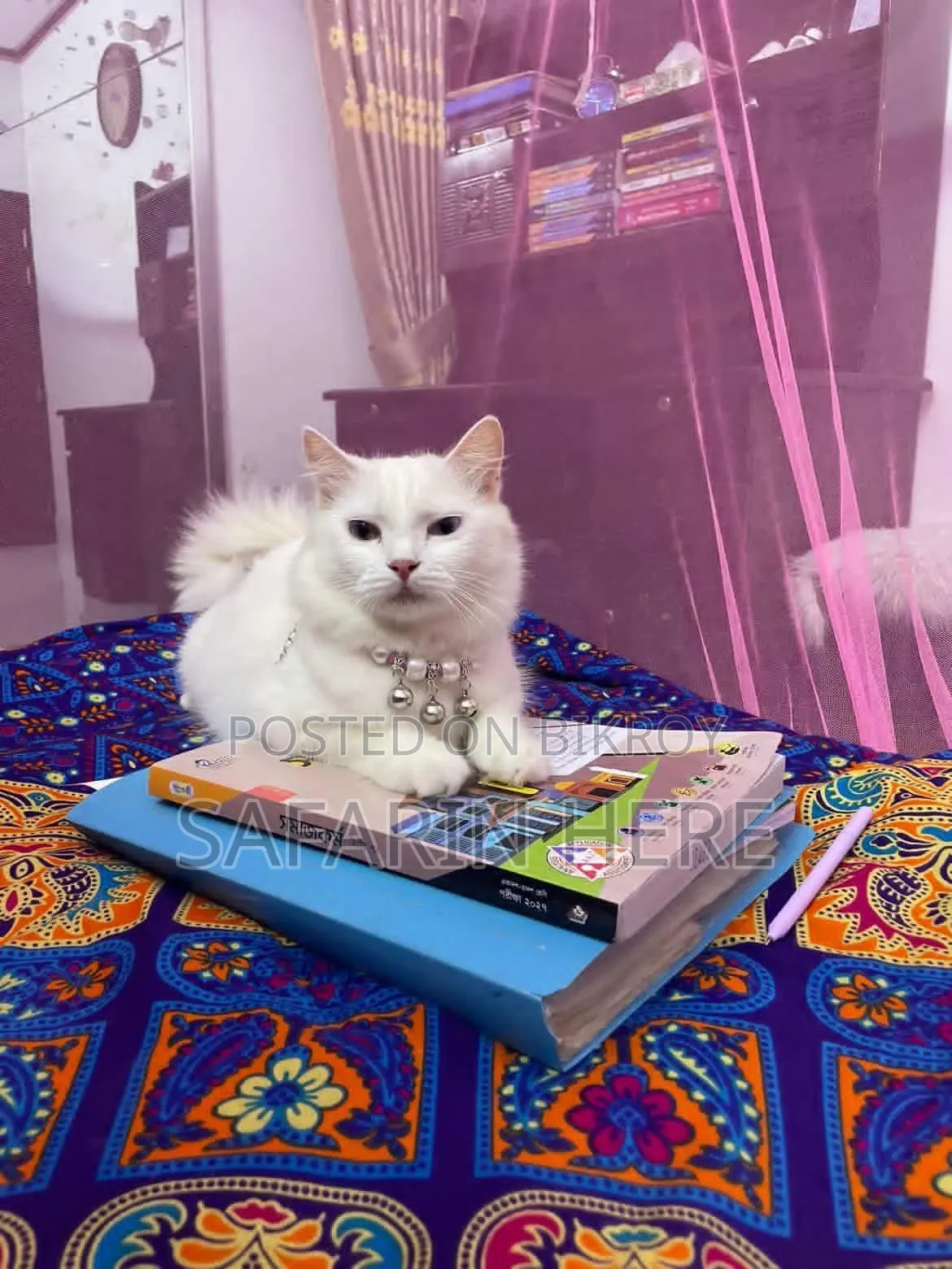 1+ year Female Mixed Breed Turkish Angora