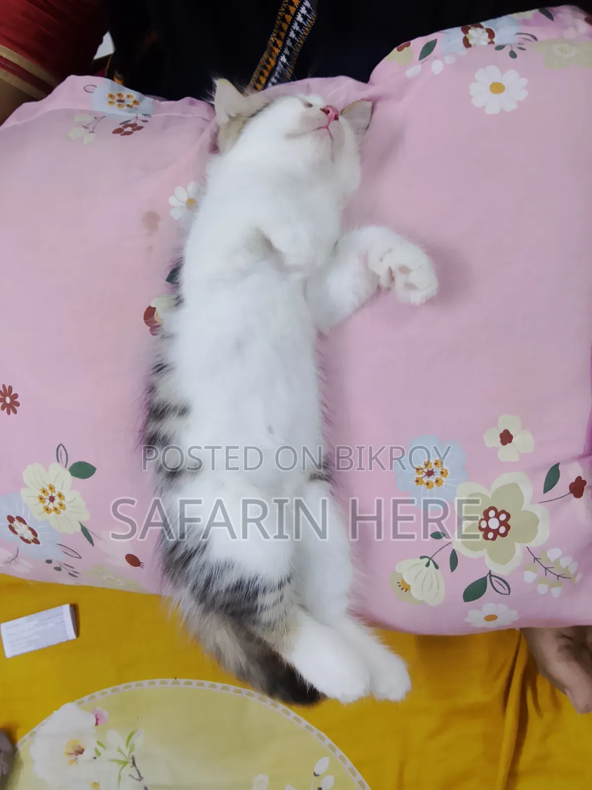1+ year Female Mixed Breed Turkish Angora
