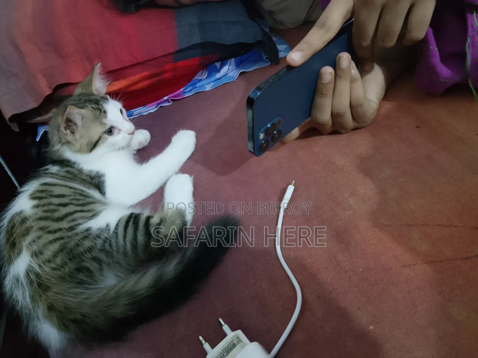 1+ year Female Mixed Breed Turkish Angora
