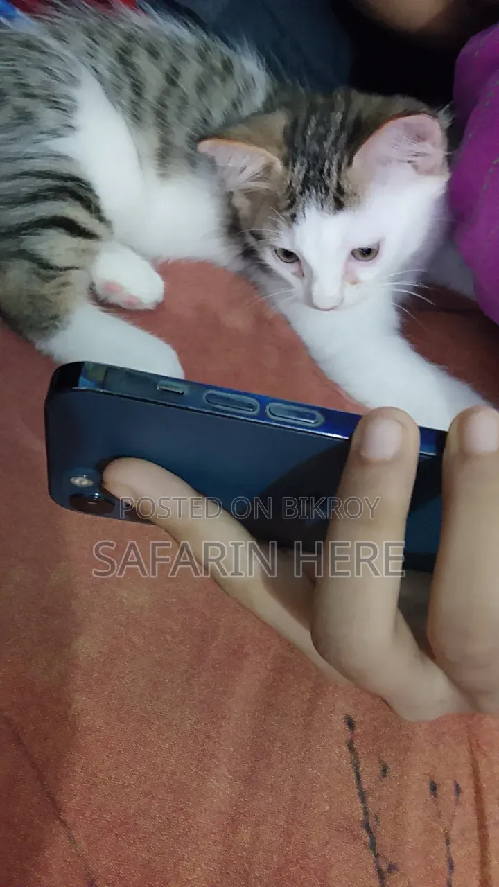 1+ year Female Mixed Breed Turkish Angora