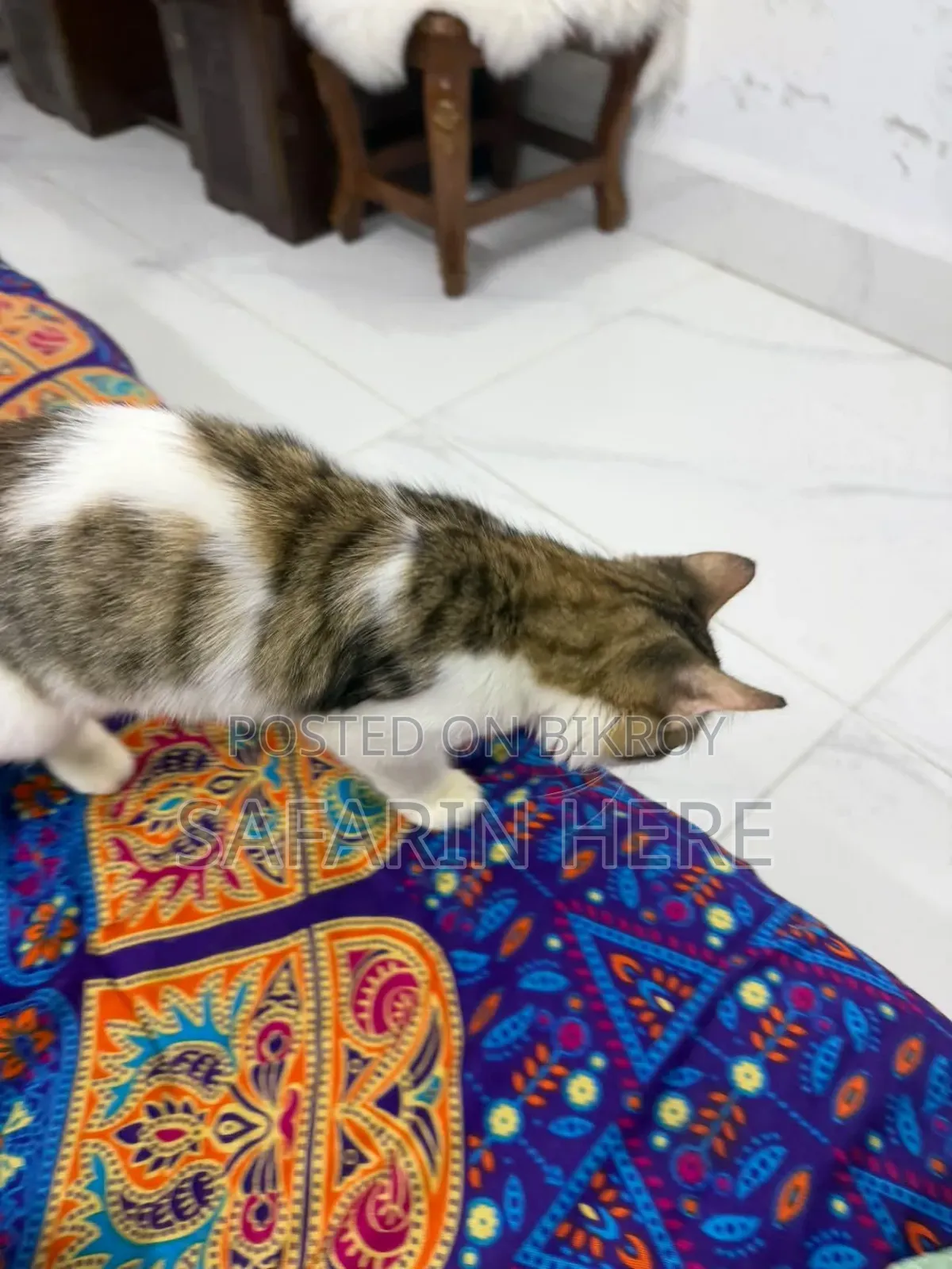 1+ year Female Mixed Breed Turkish Angora