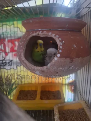 Budgerigar Birds