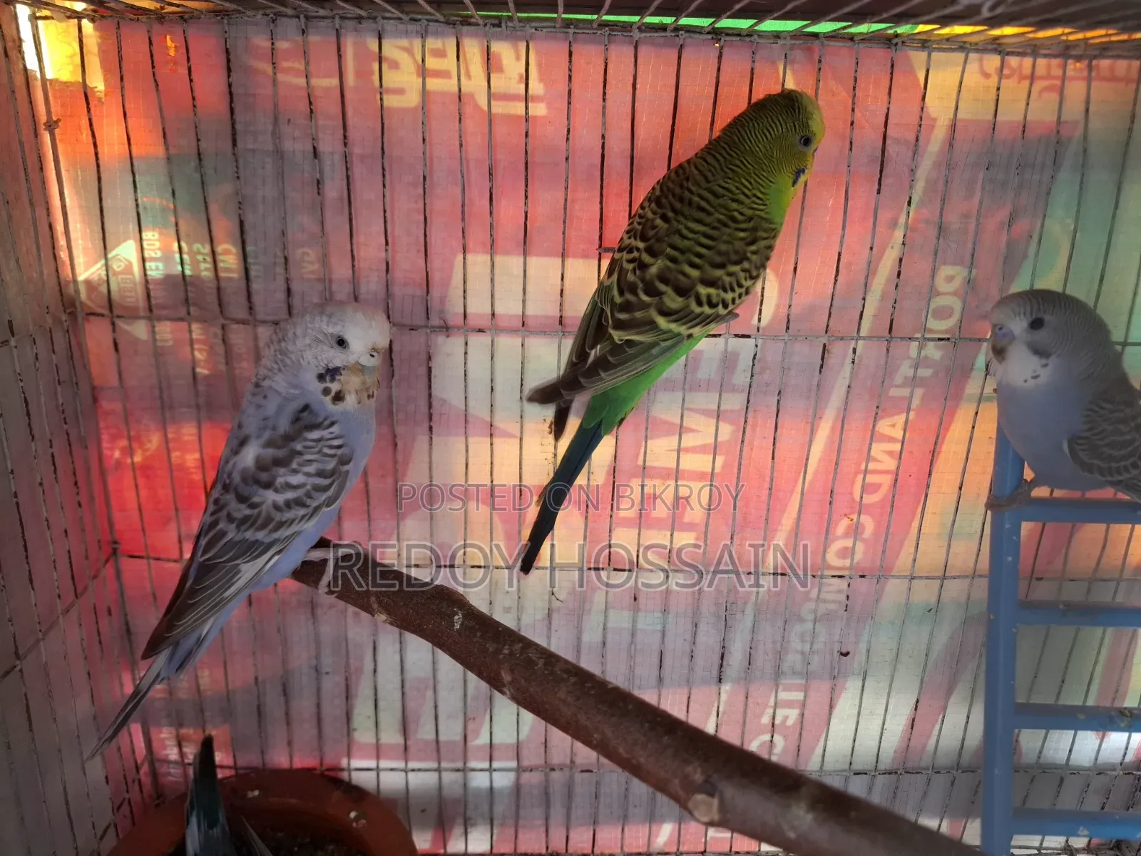 Budgerigar Birds