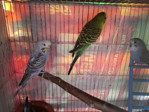 Budgerigar Birds