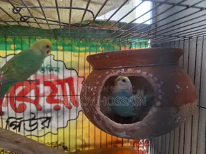 Budgerigar Birds