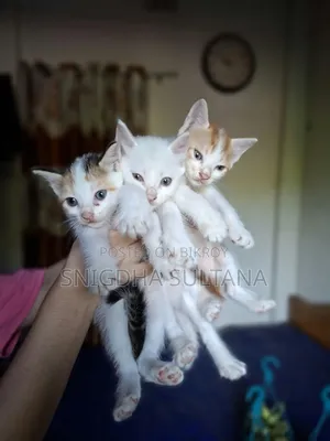 1-3 months Male Mixed Breed Persian