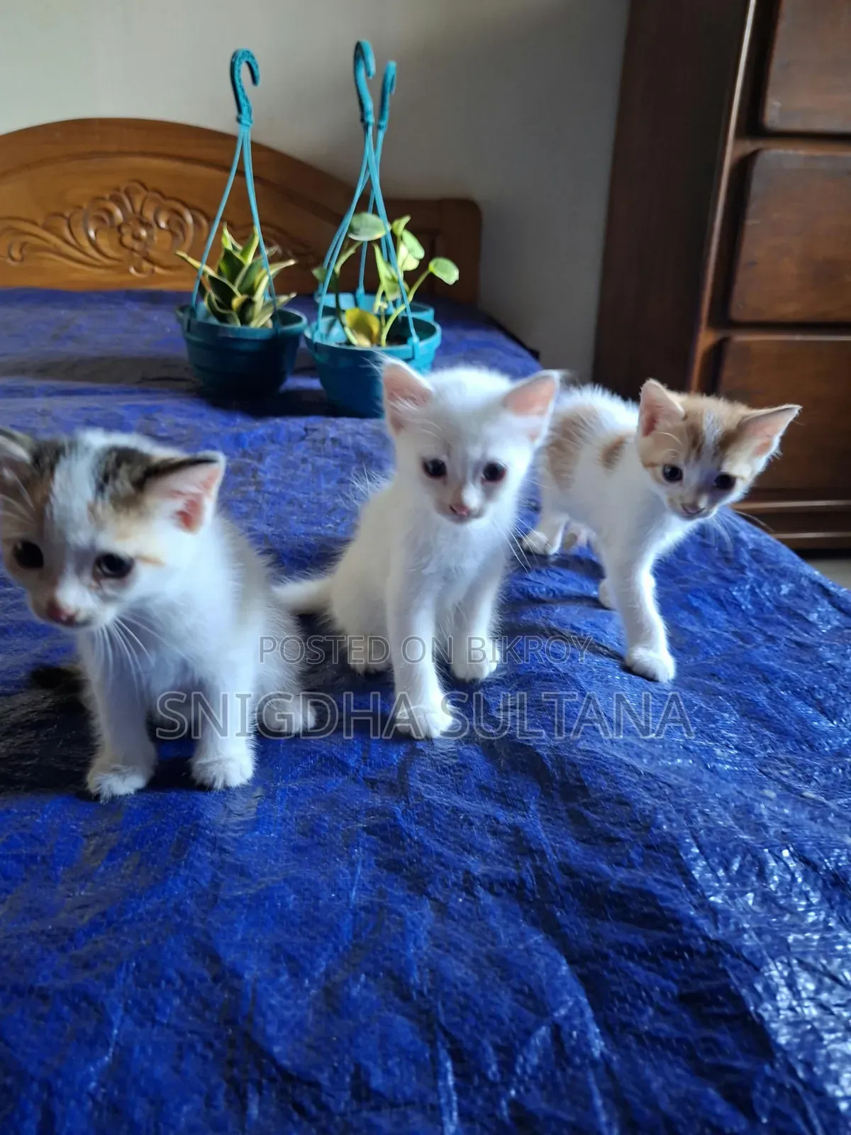 1-3 months Male Mixed Breed Persian