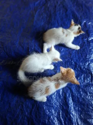 1-3 months Male Mixed Breed Persian