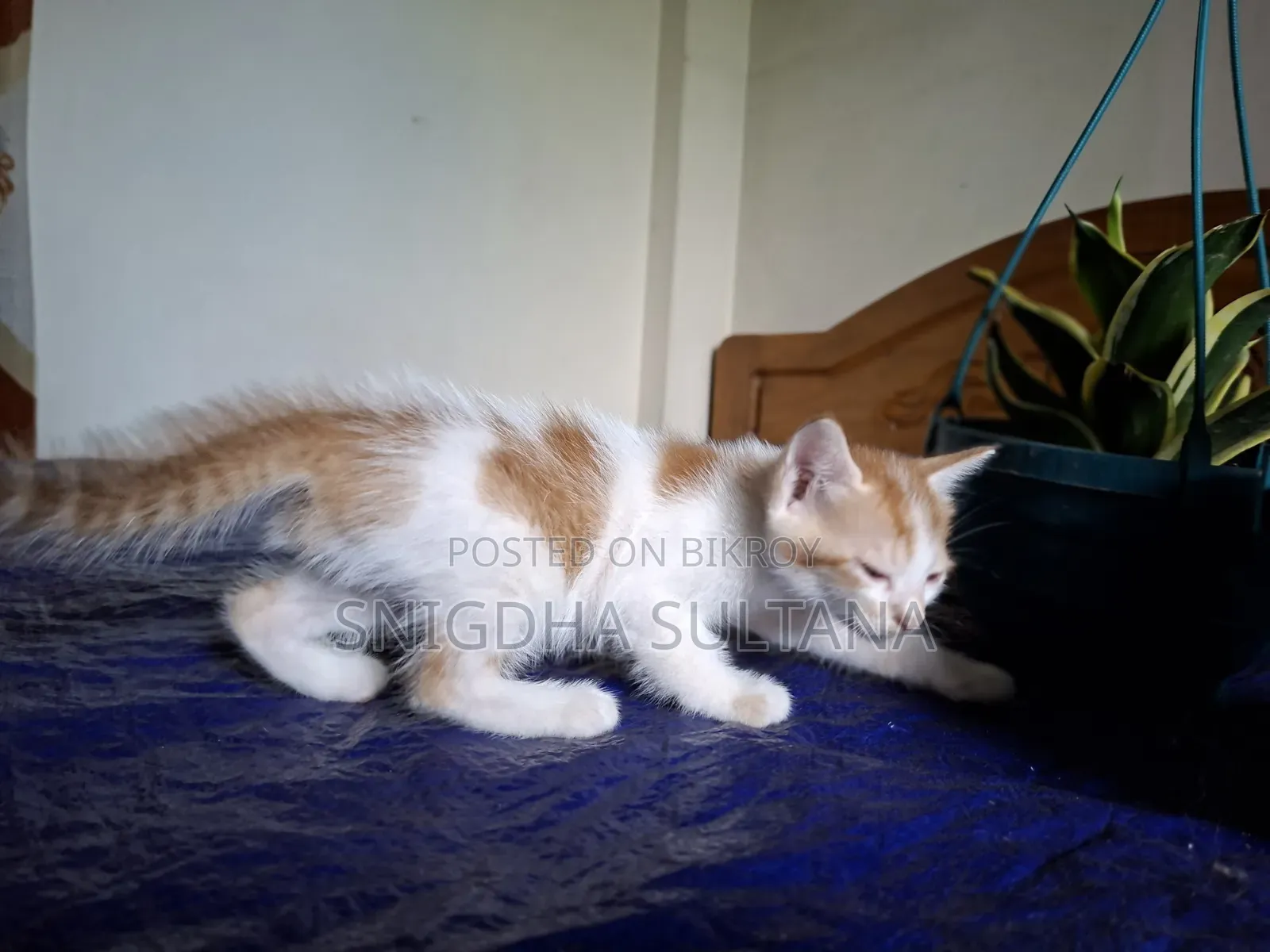 1-3 months Male Mixed Breed Persian