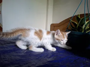 1-3 months Male Mixed Breed Persian